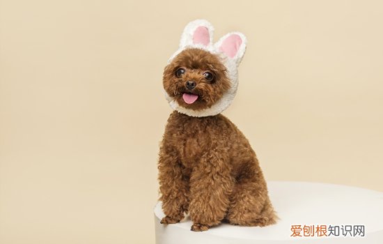 一个月大的泰迪犬如何喂养 一个月幼犬泰迪怎么喂养