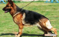 养黑狼犬好吗 养黑狼犬要注意什么