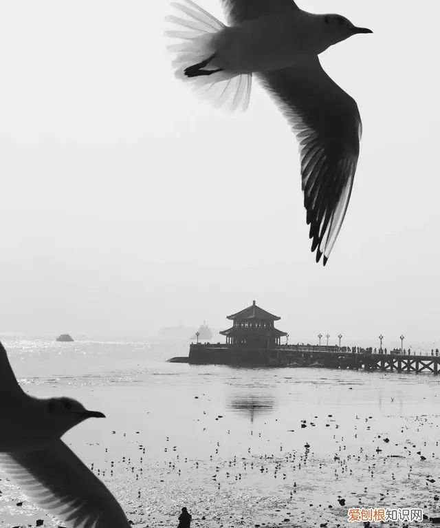 iphone 相机操作指南,iphone 13相机怎么调拍照最好