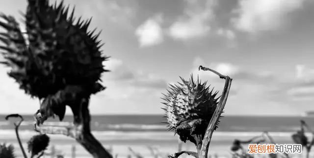 iphone 相机操作指南,iphone 13相机怎么调拍照最好