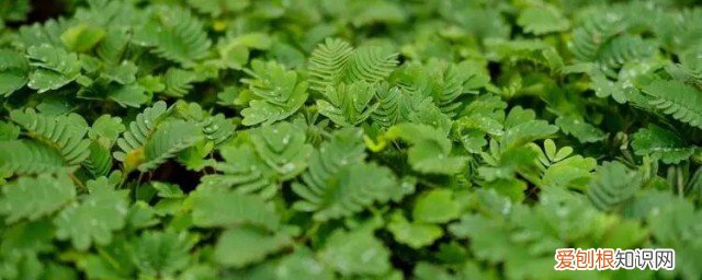 含羞草有什么功效与作用 含羞草有什么功效