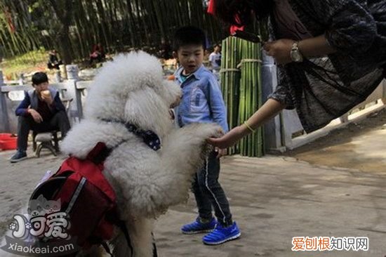 巨型贵宾犬怎么训练不乱吠叫，巨型贵宾犬不乱叫训练方法，贵宾犬乱叫该怎么办