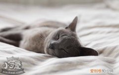 猫咪肛门泛红,猫咪肛门泛红怎么办,猫咪肛门泛红是怎么回事，猫咪肛门有一点红红的