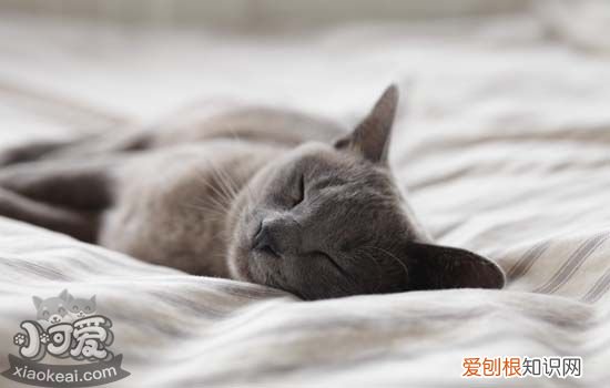 猫咪肛门泛红,猫咪肛门泛红怎么办,猫咪肛门泛红是怎么回事，猫咪肛门有一点红红的
