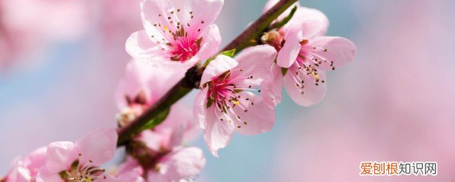 桃树枝和柳树枝煮水有什么功效 桃树枝熬水有什么功效