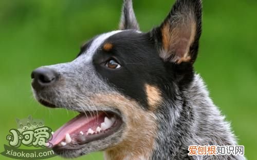 怎样训练澳大利亚牧牛犬捡东西，训练狗捡东西第一步是怎么做