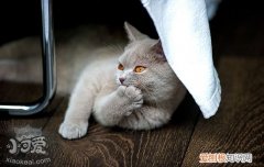 猫鼻头干燥食欲不振,猫鼻头干燥耳朵根部热,猫鼻头干燥,打喷嚏，猫食欲不振鼻子干燥