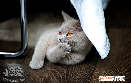 猫鼻头干燥食欲不振,猫鼻头干燥耳朵根部热,猫鼻头干燥,打喷嚏，猫食欲不振鼻子干燥