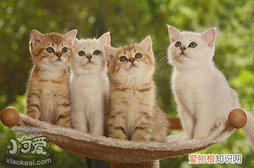 猫发烧摸耳朵吗,猫发烧能摸出来吗,猫发烧用冰块敷哪里，怎么摸猫耳朵知道发烧