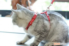 猫绳子怎么戴图 猫绳子怎么戴
