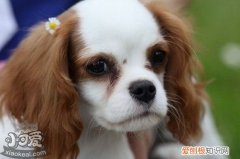 骑士查理王小猎犬怎么训练大小便方法，查理士王小猎犬体重