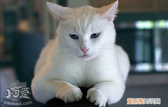 猫鼻子上有黑点擦不掉,猫鼻子上有黑点的原因,猫鼻子上长黑色结块，猫猫鼻孔上黑黑的结块