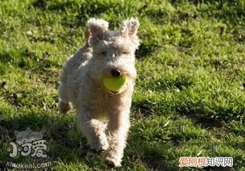 湖畔梗大小便怎么训练,湖畔梗上厕所训练