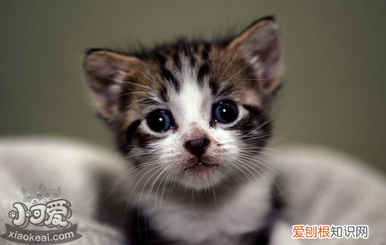 幼猫出生后多久存在免疫缺陷,幼猫出生后多久存在免疫缺陷期,幼猫出生多久存在缺陷期间