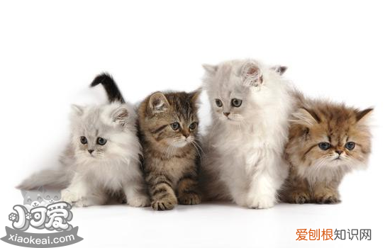 幼猫出生后多久存在免疫缺陷,幼猫出生后多久存在免疫缺陷期,幼猫出生多久存在缺陷期间