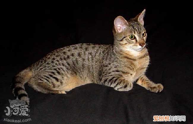 猫绦虫博来恩怎么样,猫绦虫吃什么驱虫,猫绦虫多久驱虫一次，猫怎么驱虫吃博来恩最好