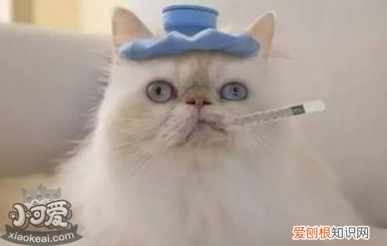 猫为什么呕吐拉黄水,猫为什么会呕吐猫粮,猫为什么会呕吐拉稀，猫呕吐没消化的猫粮还有黄水 拉稀