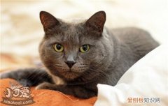 小奶猫需要打什么针,养小猫需要打什么针,新买的猫需要打什么针，小奶猫需要打针吗