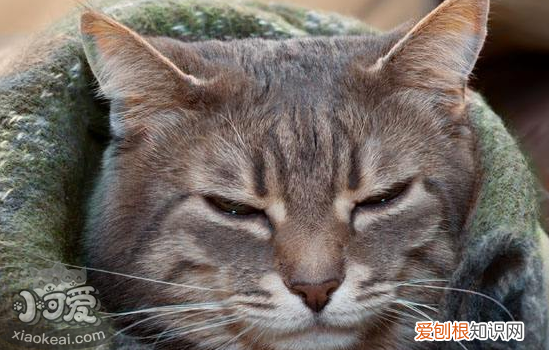 猫跳蚤药哪个牌子好,猫咪跳蚤药,猫咪跳蚤多怎么去除，猫跳蚤用什么药