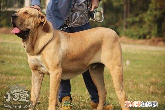 如何训练斗牛獒犬空中接物,斗牛獒犬空中接物训练方法,怎么训练狗狗在空中接东西