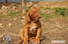 斗牛獒犬怎么学游泳，斗牛獒犬游泳学习训练，怎样训练狗狗游泳