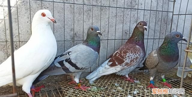 鸽子开灯能睡觉吗 鸽子晚上可以开一夜灯光吗