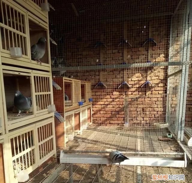 鸽子开灯能睡觉吗 鸽子晚上可以开一夜灯光吗