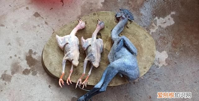 鸽子开灯能睡觉吗 鸽子晚上可以开一夜灯光吗