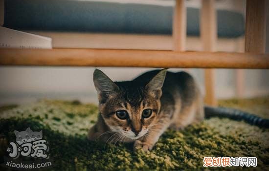 猫咪便秘的症状,猫咪便秘的症状表现,猫便秘的症状,猫咪便秘有哪些症状 猫咪便秘时候的症状