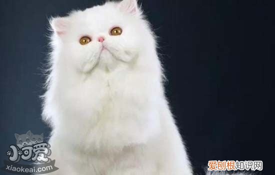 猫咪便秘是什么原因,猫咪便秘什么原因,猫咪便秘有哪些原因，猫咪便秘有哪些表现