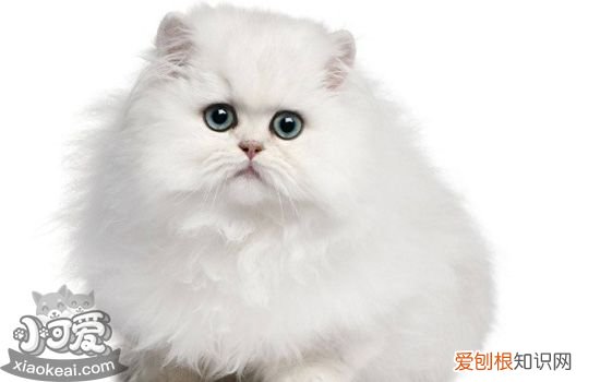 猫咪便秘是什么原因,猫咪便秘什么原因,猫咪便秘有哪些原因，猫咪便秘有哪些表现