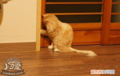 猫子宫蓄脓自愈,猫子宫蓄脓症状,猫子宫蓄脓怎么治疗，猫子宫蓄脓初期怎么治疗