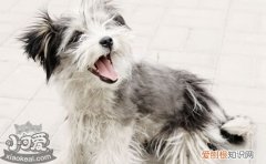 怎么训练罗秦犬握手，罗秦犬握手训练技巧