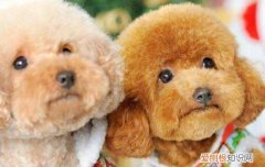 母泰迪需要做绝育吗 母泰迪做绝育好吗