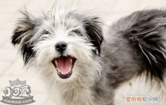 如何训练罗秦犬腾空接物，罗秦犬腾空接物训练方法