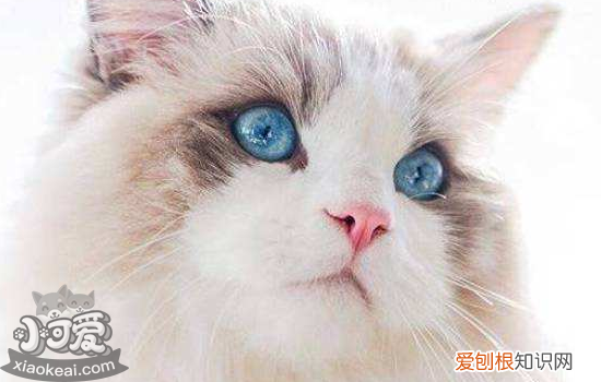 三个月猫咪贫血怎么办,两个月猫咪贫血怎么办,猫咪严重贫血怎么办，三个月小猫贫血怎么办