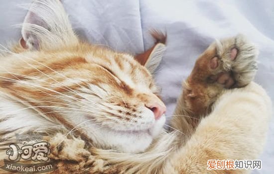 猫瘟怎么治疗,猫瘟怎么治,猫得猫瘟怎么治疗，猫得猫瘟了怎么治疗