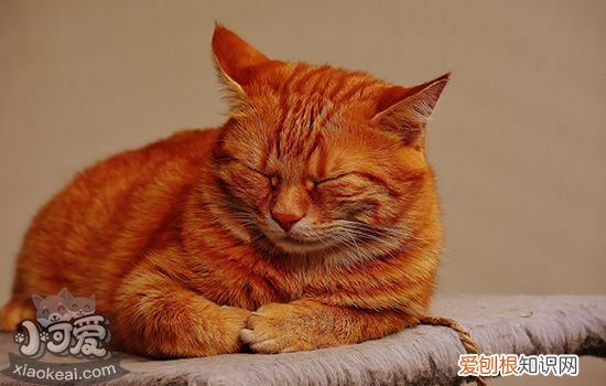 猫瘟怎么治疗,猫瘟怎么治,猫得猫瘟怎么治疗，猫得猫瘟了怎么治疗