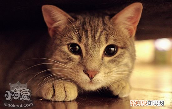 猫瘟怎么治疗,猫瘟怎么治,猫得猫瘟怎么治疗，猫得猫瘟了怎么治疗
