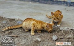 猫瘟怎么治疗,猫瘟怎么治,猫得猫瘟怎么治疗，猫得猫瘟了怎么治疗