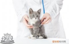 猫的眼睛容易得什么病,猫眼睛疾病有哪些,猫眼睛会得什么病，猫眼睛会生什么病