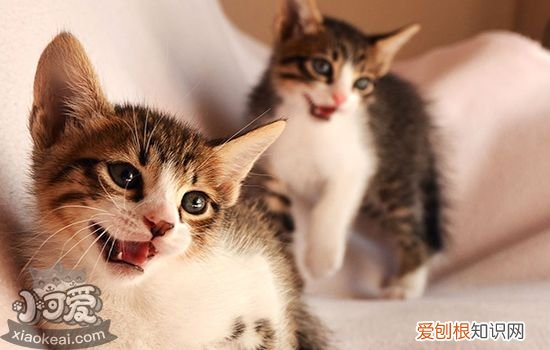 猫中暑了怎么办,猫中暑了吃什么药,猫中暑怎么办，猫咪中暑怎么办