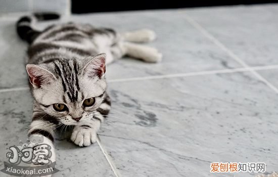 猫中暑有什么反应,猫中暑有什么症状,猫中暑有什么表现,猫中暑怎么表现