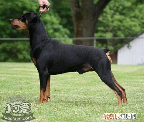 德国宾莎犬扑咬怎么训练,德国宾莎犬扑咬训练技巧,狗狗扑咬训练