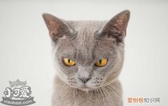 猫得角膜炎怎么治疗,猫角膜炎怎么治疗方法,猫角膜炎怎么引起的，猫眼睛角膜炎能治好吗