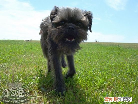 怎么训练艾芬品，艾芬品训练技巧