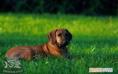 怎么训练罗得西亚脊背犬看家，猎狮犬看家能力训练，猎犬怎么训练最好