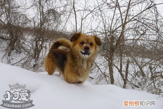 西藏猎犬乱吠叫怎么办，西藏猎犬乱叫纠正方法，西藏猎犬叫声