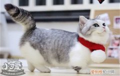 猫拉软便的原因是什么,猫拉软便是什么原因,猫拉软便怎么回事，猫咪拉软便便是怎么回事