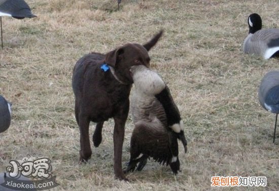 怎样防止乞沙比克猎犬破坏家具，乞沙比克猎犬听话训练，乞沙比克猎犬图片